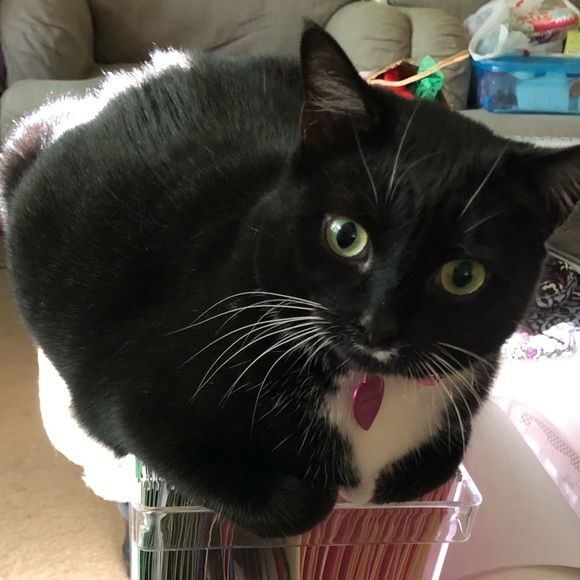 💖Come visit my Mama & Shop the Kitty-Korner!💖 - Picture 10 of 17